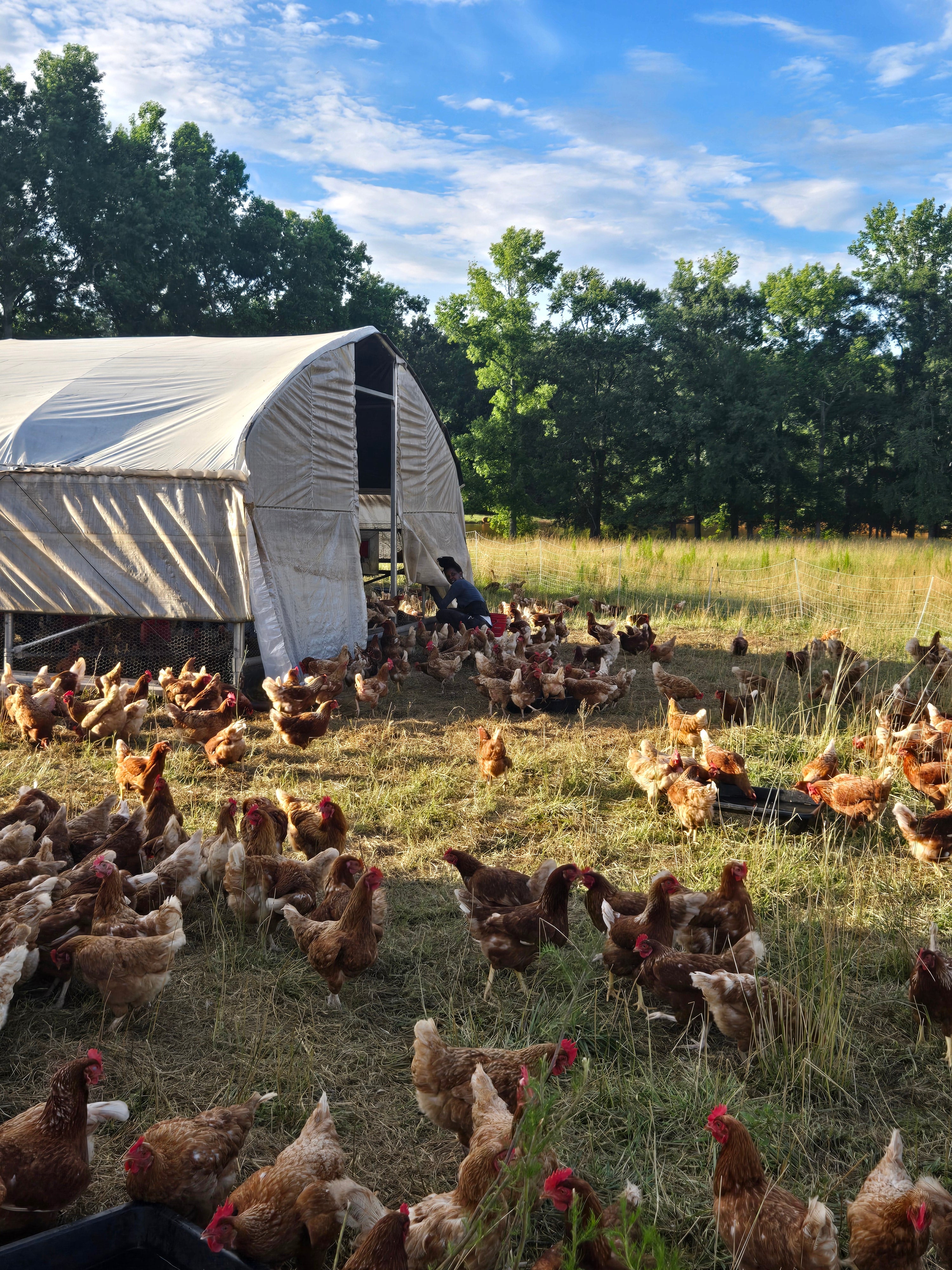 Pasture-raised Non-GMO Eggs