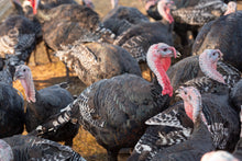 Load image into Gallery viewer, Pasture Raised GMO-Free Whole Turkeys for Thanksgiving 2023! (Deposit only)
