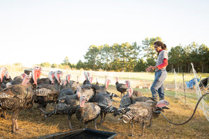 Pasture Raised GMO-Free Whole Turkeys for Thanksgiving 2023! (Deposit only)