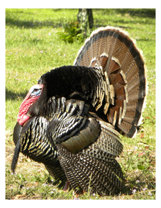 Pasture Raised GMO-Free Whole Turkeys for Thanksgiving 2023! (Deposit only)